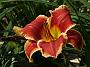 Hemerocallis Geneva Firetruck1